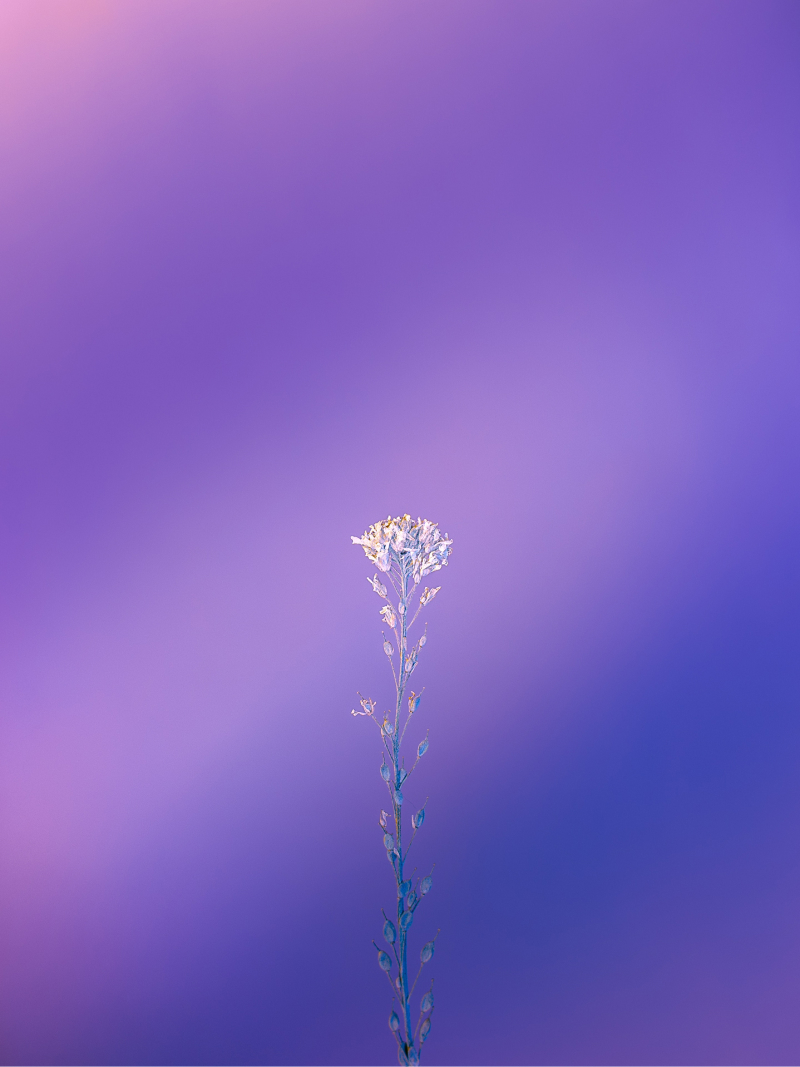Flower on a purple gradient background