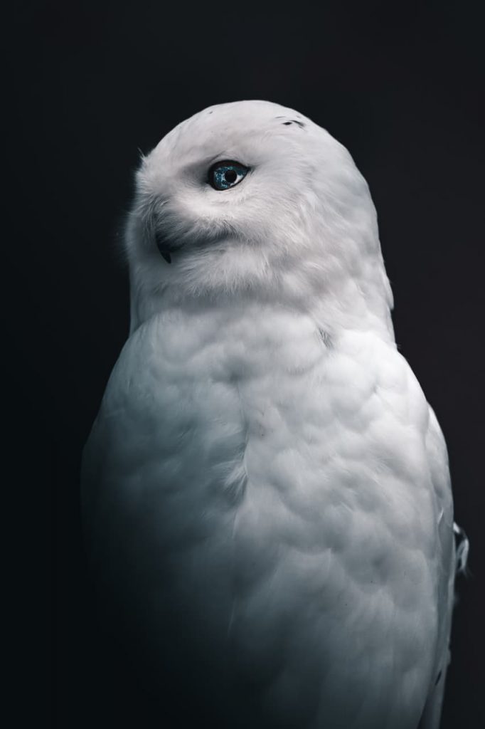ocean waves in the white snow owl eyes on a black background